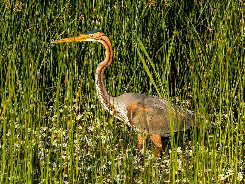 Restaurante Ardea Purpurea