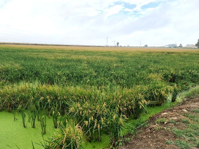 Ruta Gastronómica por el Bajo Guadalquivir. Detapasconchencho