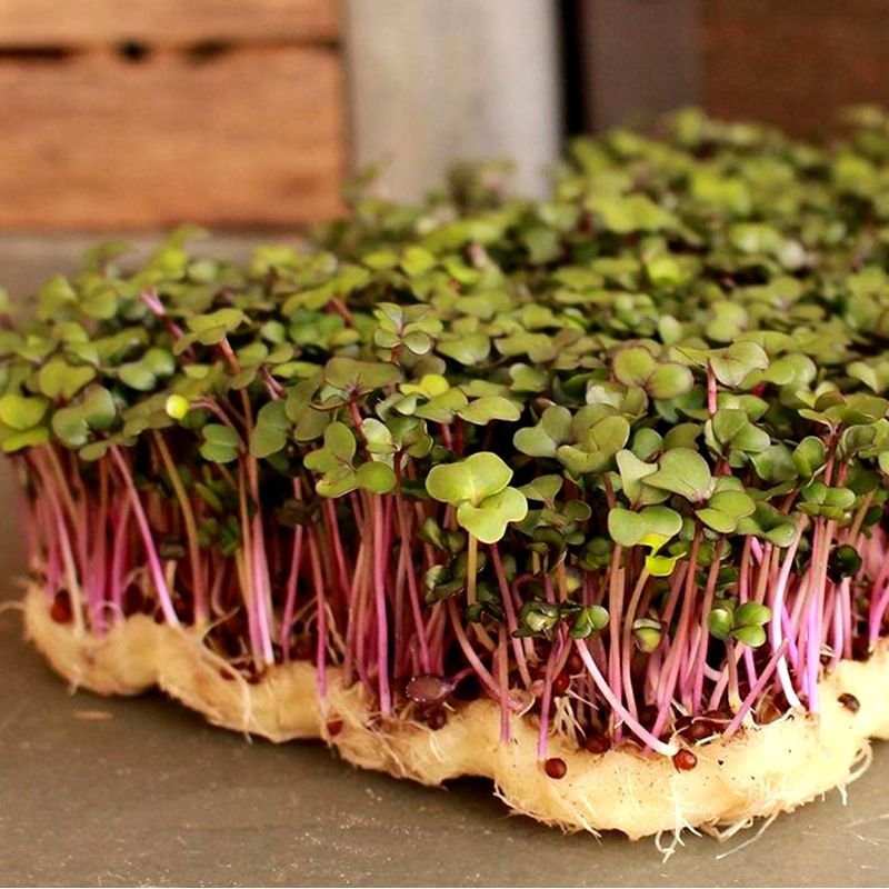 Brotes Verdes. Detapasconchencho